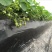 红颜草莓20~30克