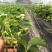 红颜草莓20~30克