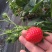 红颜草莓20~30克