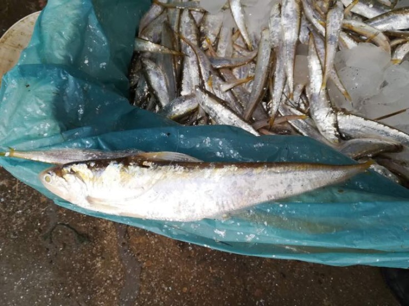 毛刀鱼食用冰鲜鱼