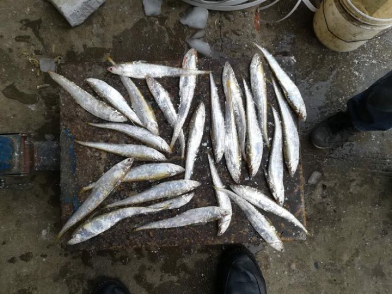 毛刀鱼食用冰鲜鱼