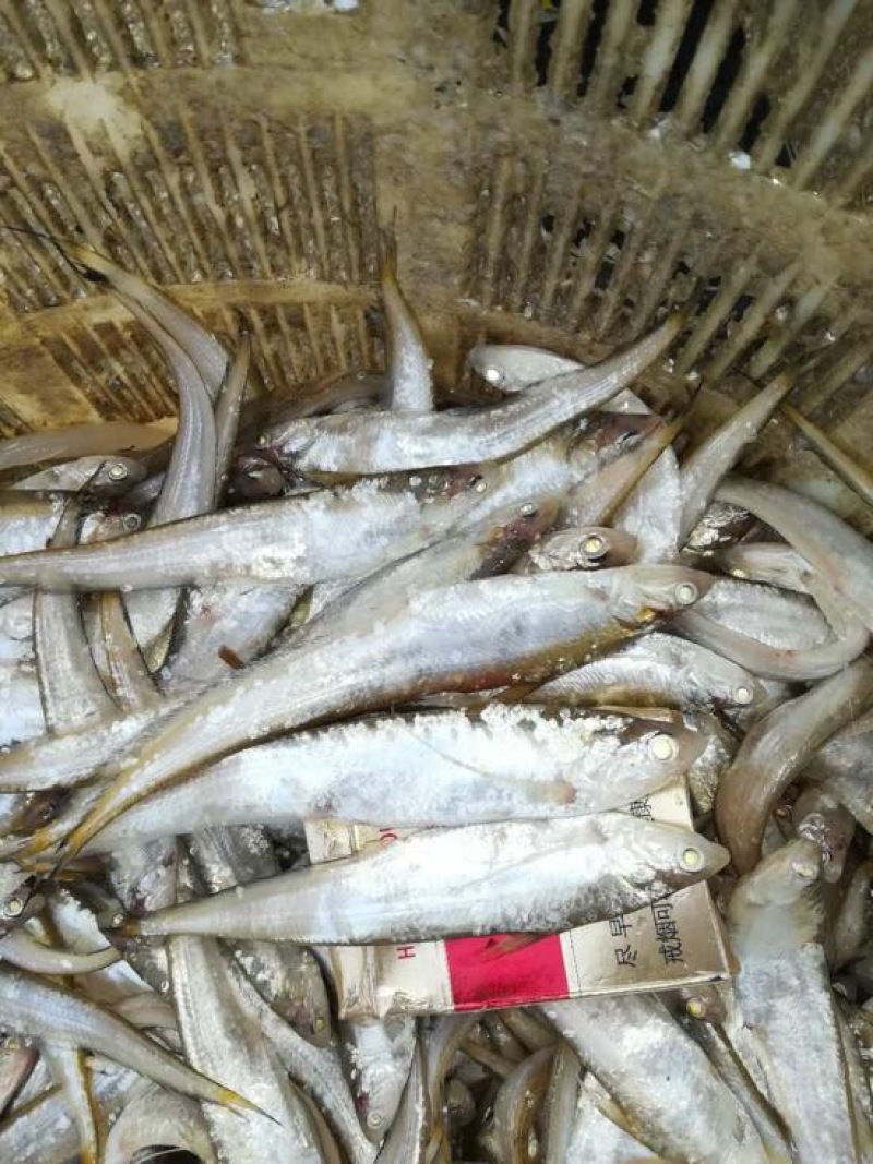 毛刀鱼食用冰鲜鱼