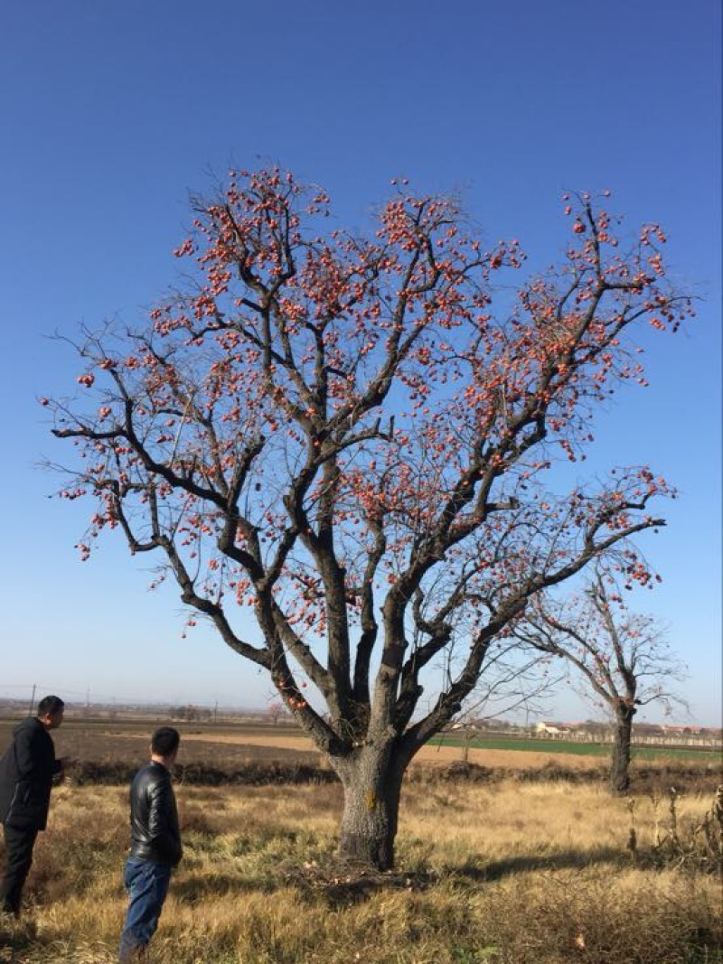 柿子树苗100~150cm