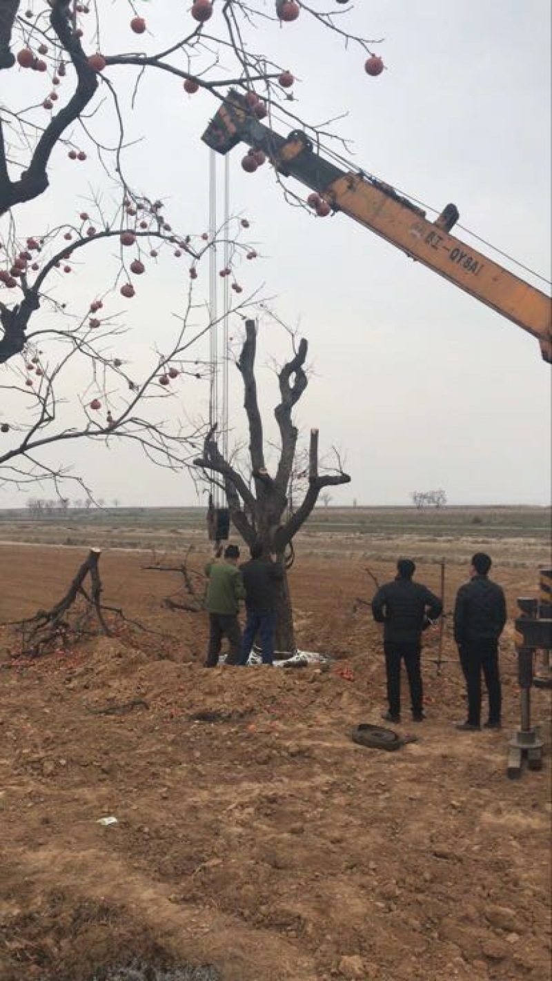 柿子树苗100~150cm