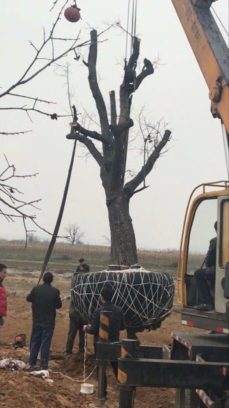 柿子树苗100~150cm