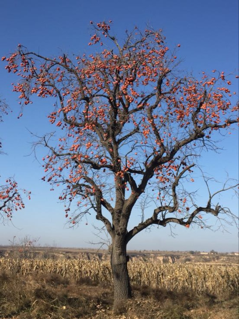 柿子树苗100~150cm