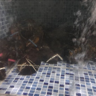 大波龙8只/kg以下