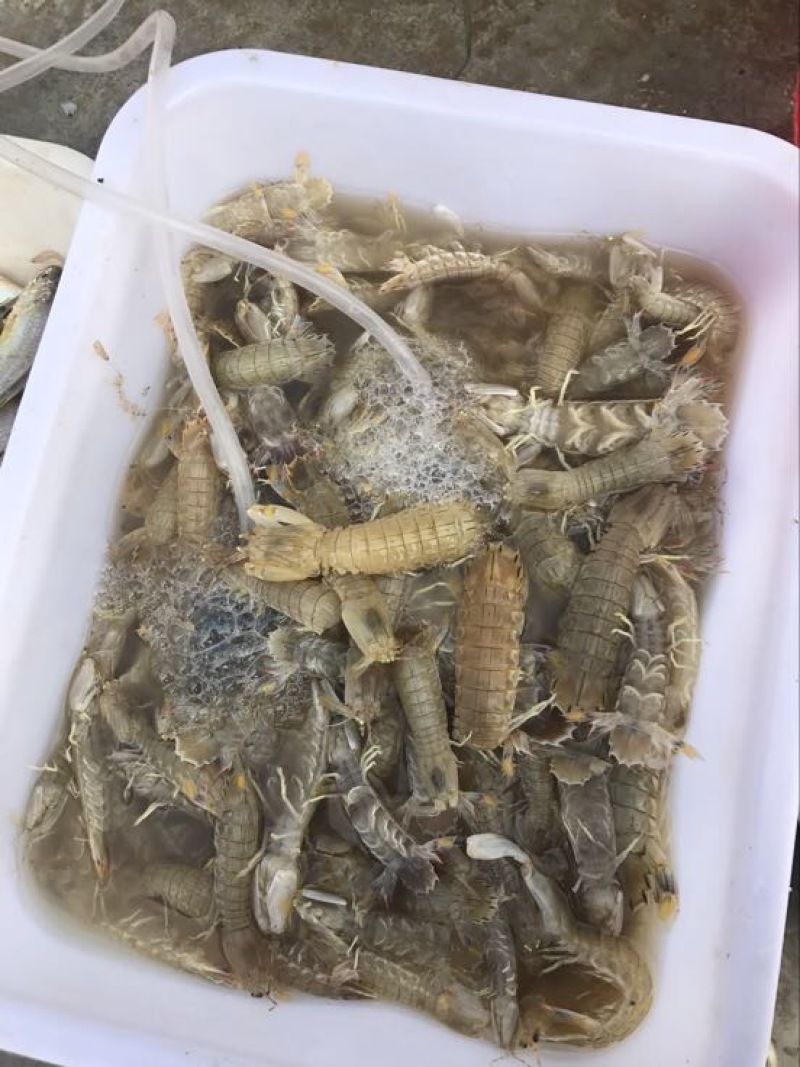 皮皮虾活虾