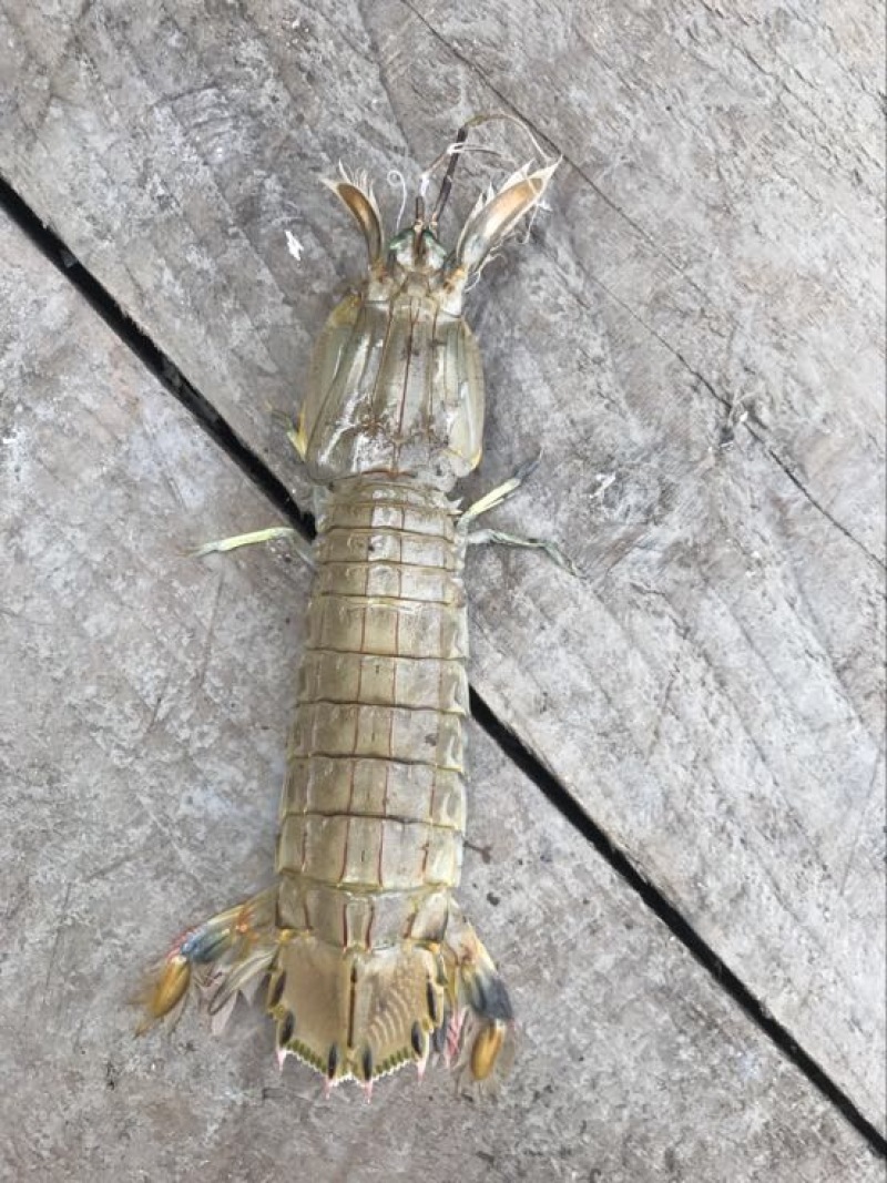 皮皮虾活虾