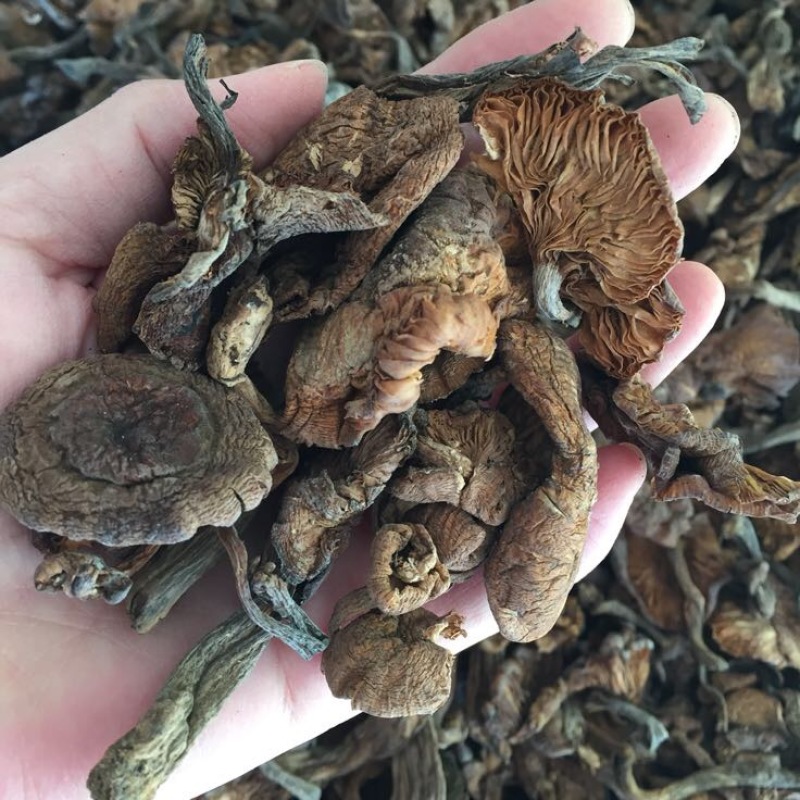 榛蘑一级