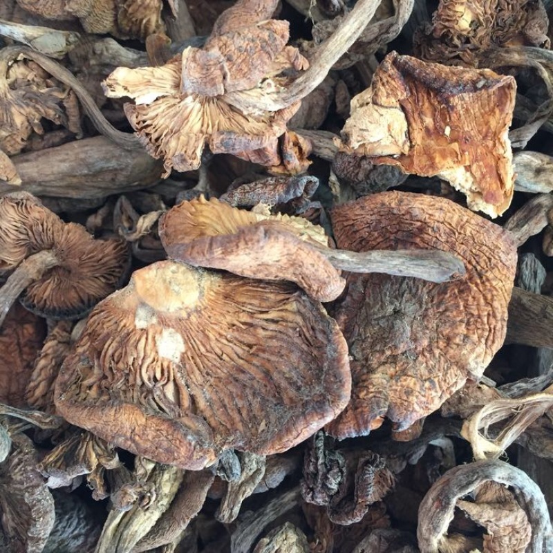 榛蘑一级