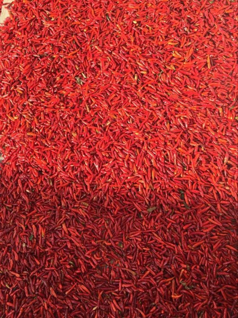 朝天椒小米椒鲜货干辣椒8.5成干精品