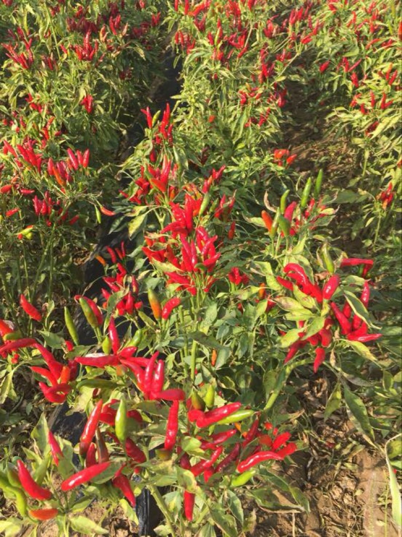 朝天椒小米椒鲜货干辣椒8.5成干精品