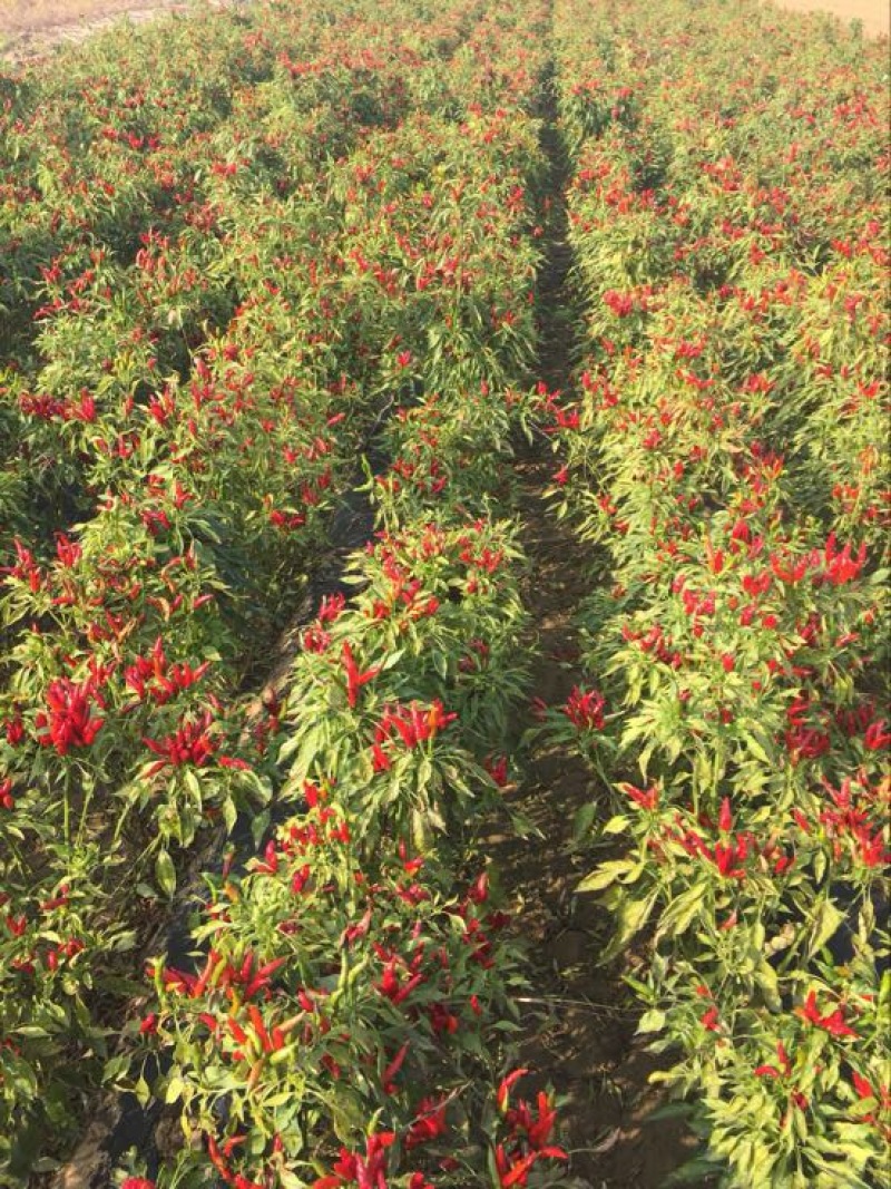 朝天椒小米椒鲜货干辣椒8.5成干精品