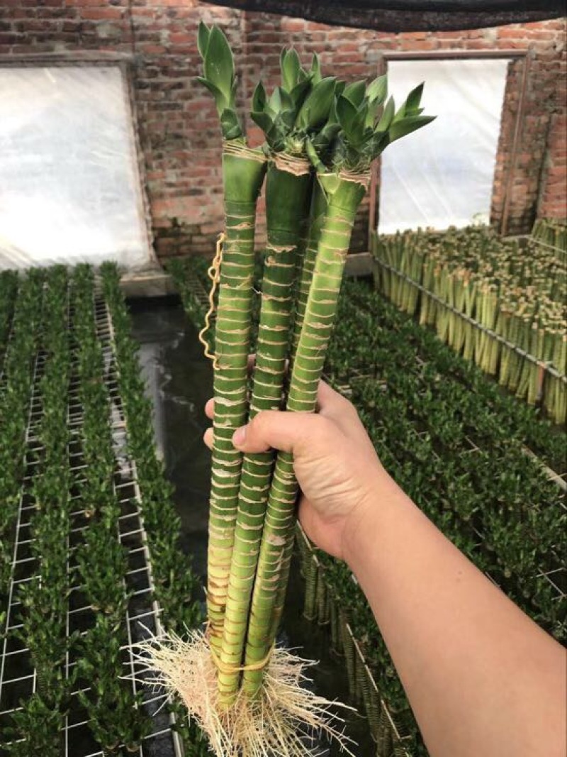 罗汉竹龙竹多头荷花竹五爪竹