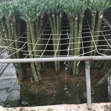 罗汉竹龙竹多头荷花竹五爪竹