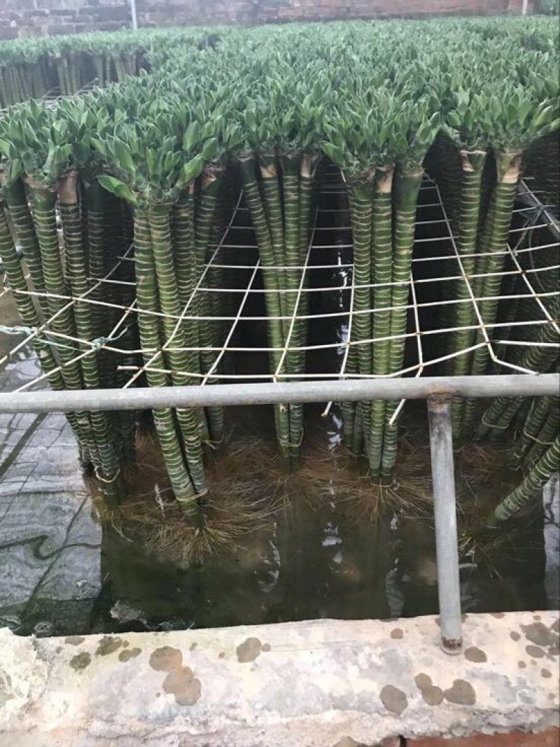 罗汉竹龙竹多头荷花竹五爪竹