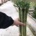 罗汉竹龙竹多头荷花竹五爪竹