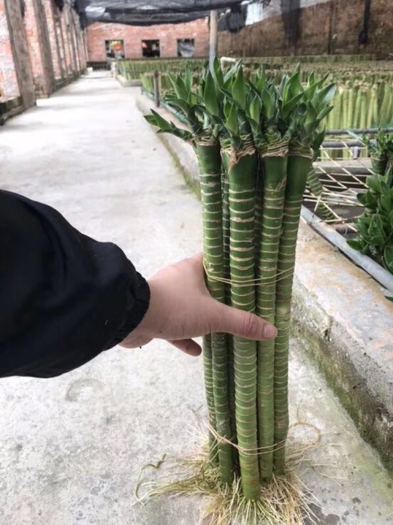 罗汉竹龙竹多头荷花竹五爪竹