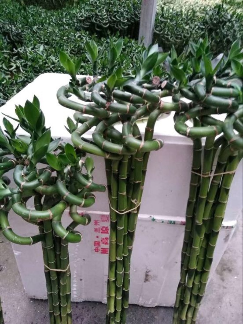 转运竹带根水培绿植办公桌小盆栽水养