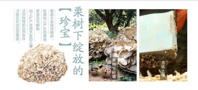 栗蘑特级