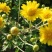 野菊花袋装