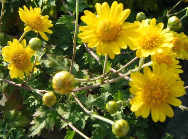 野菊花袋装