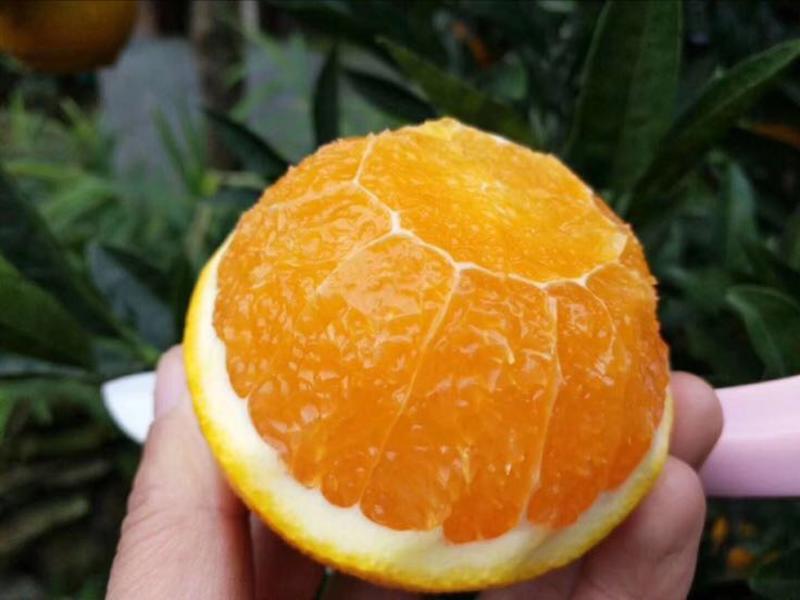 金堂脐橙自产自销！看货采摘放心订购