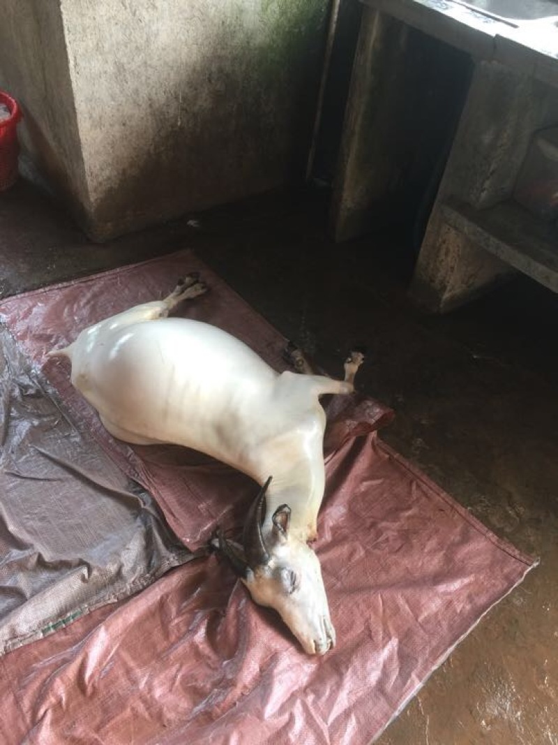 羊白条山羊肉否带骨