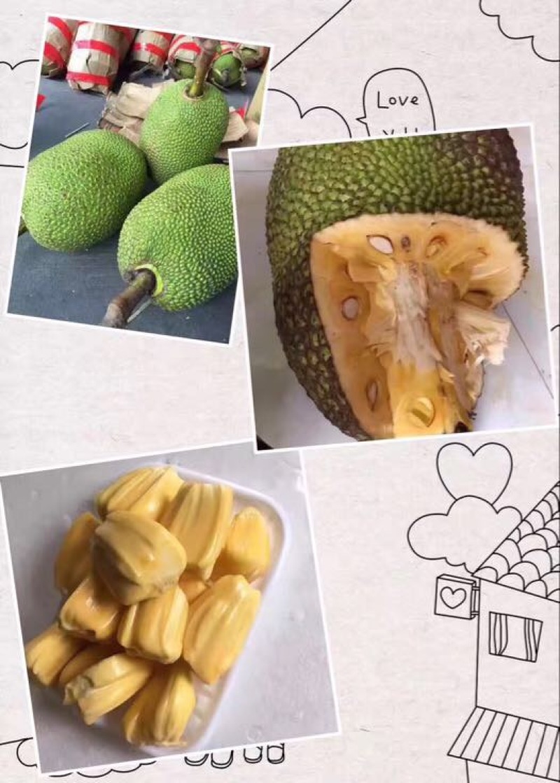 菠萝蜜10~15公斤