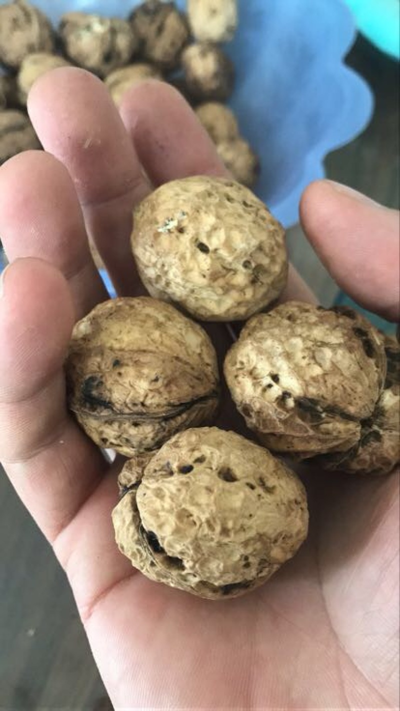 云南纸皮薄皮核桃，漾濞核桃大果