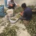 云南纸皮薄皮核桃，漾濞核桃大果