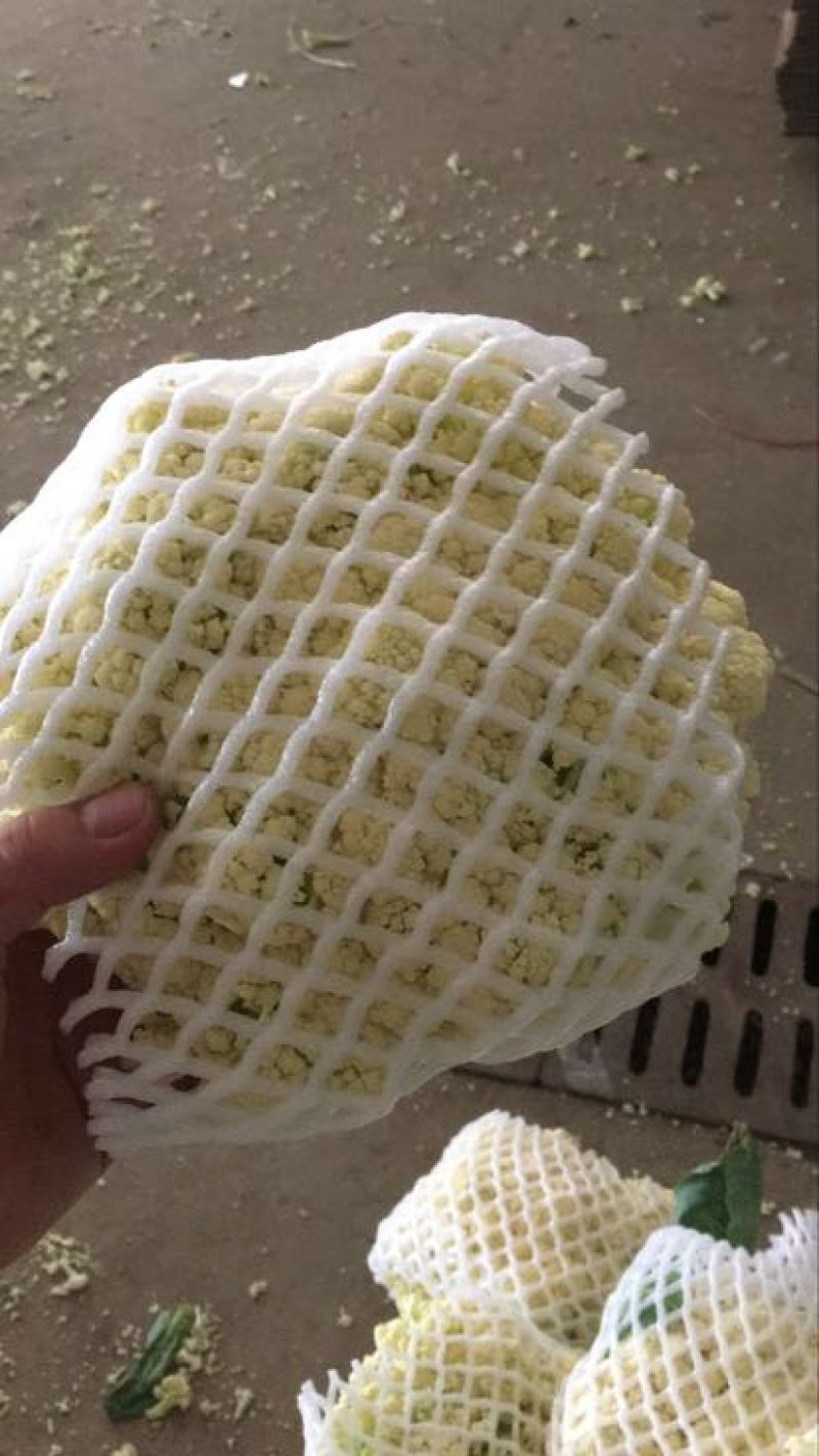 菜花散花2~3斤米黄