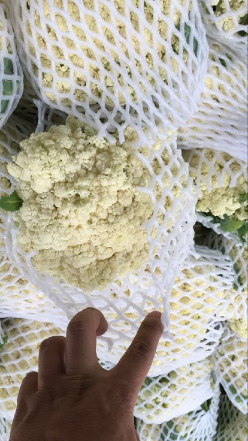 菜花散花2~3斤米黄