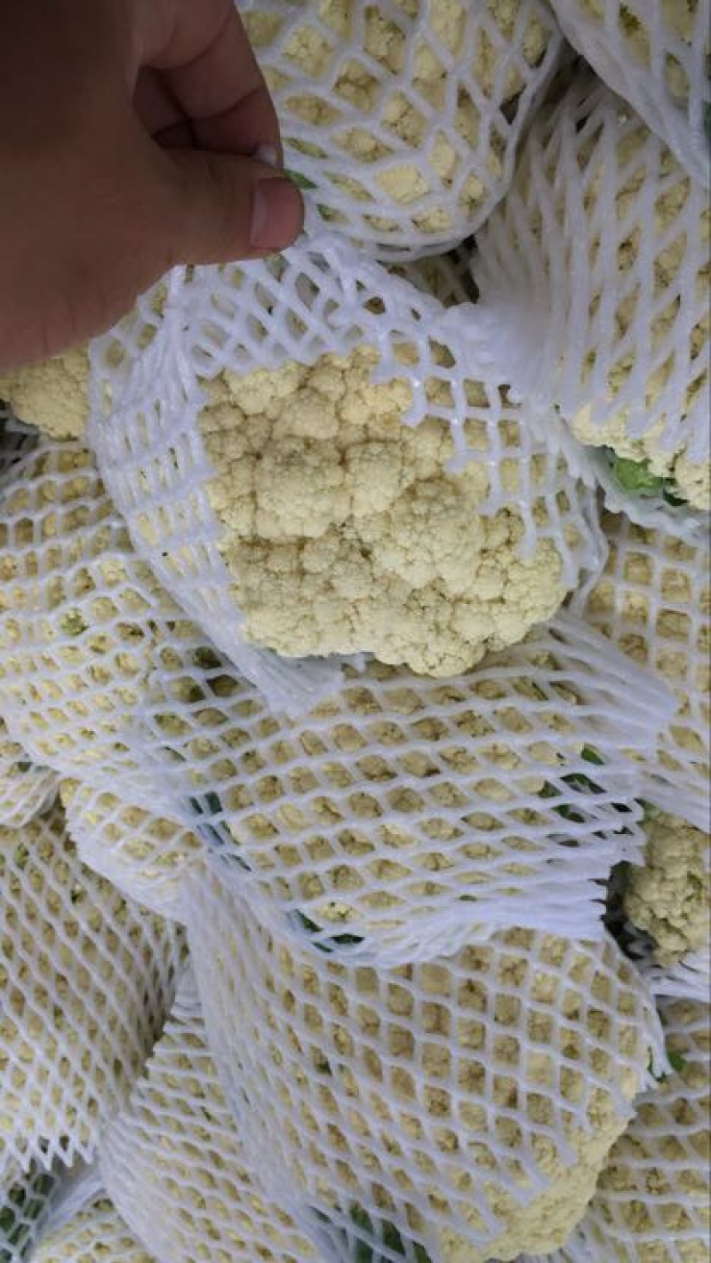 菜花散花2~3斤米黄