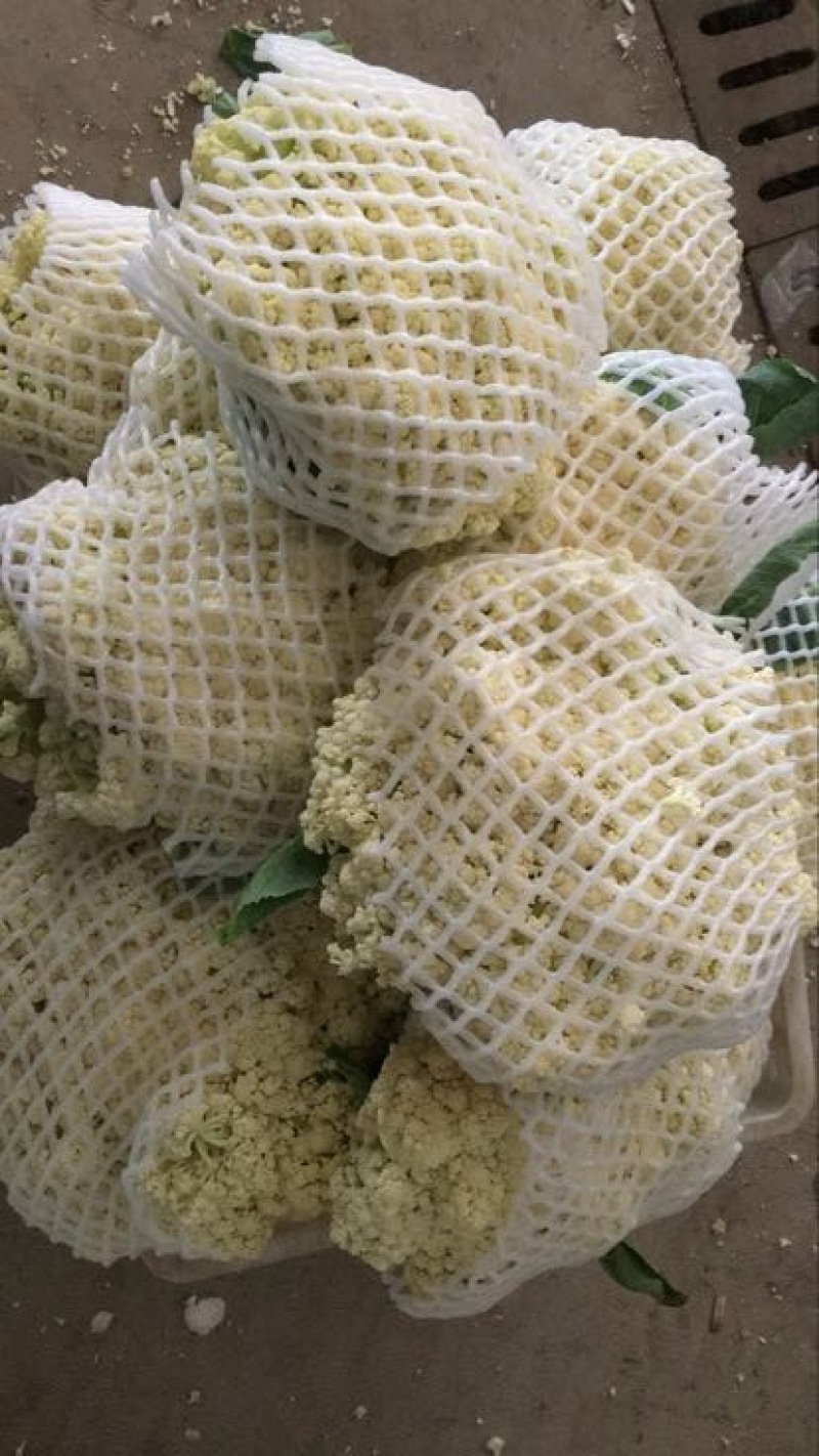 菜花散花2~3斤米黄