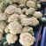菜花散花2~3斤米黄