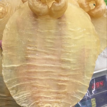 花胶中