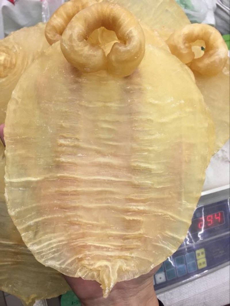 花胶中