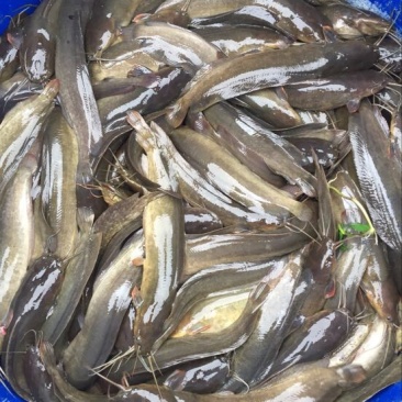胡子鲶食用