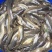 胡子鲶食用