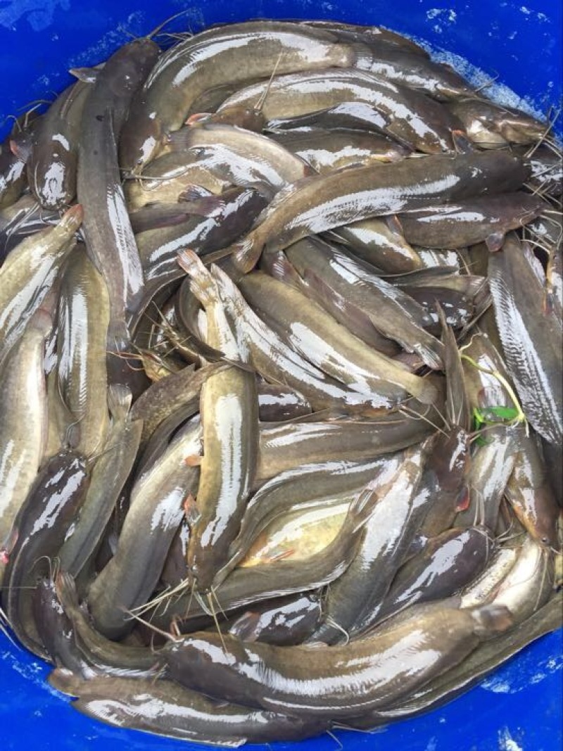 胡子鲶食用