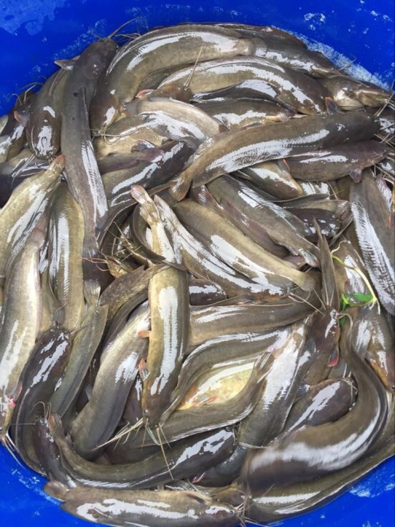 胡子鲶食用