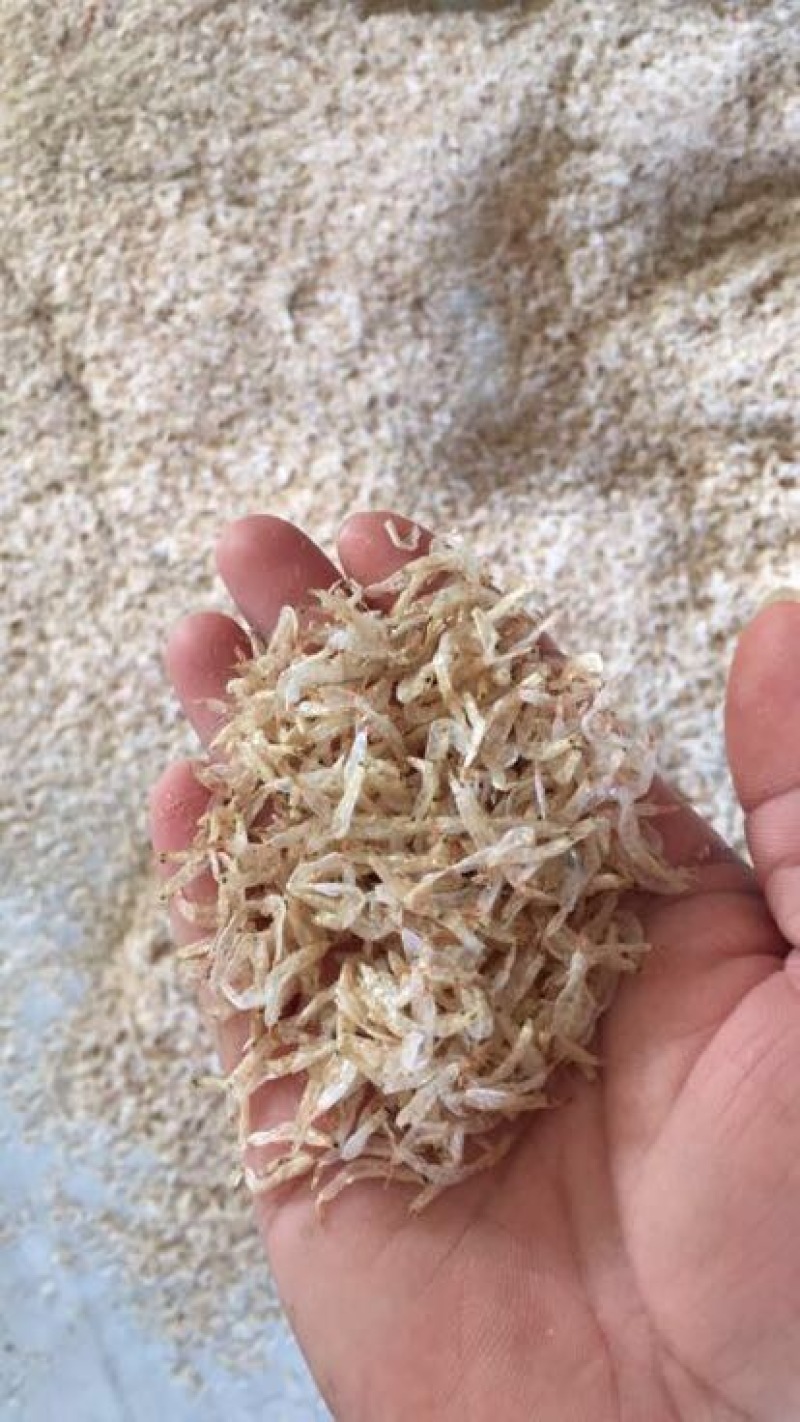 虾皮一级