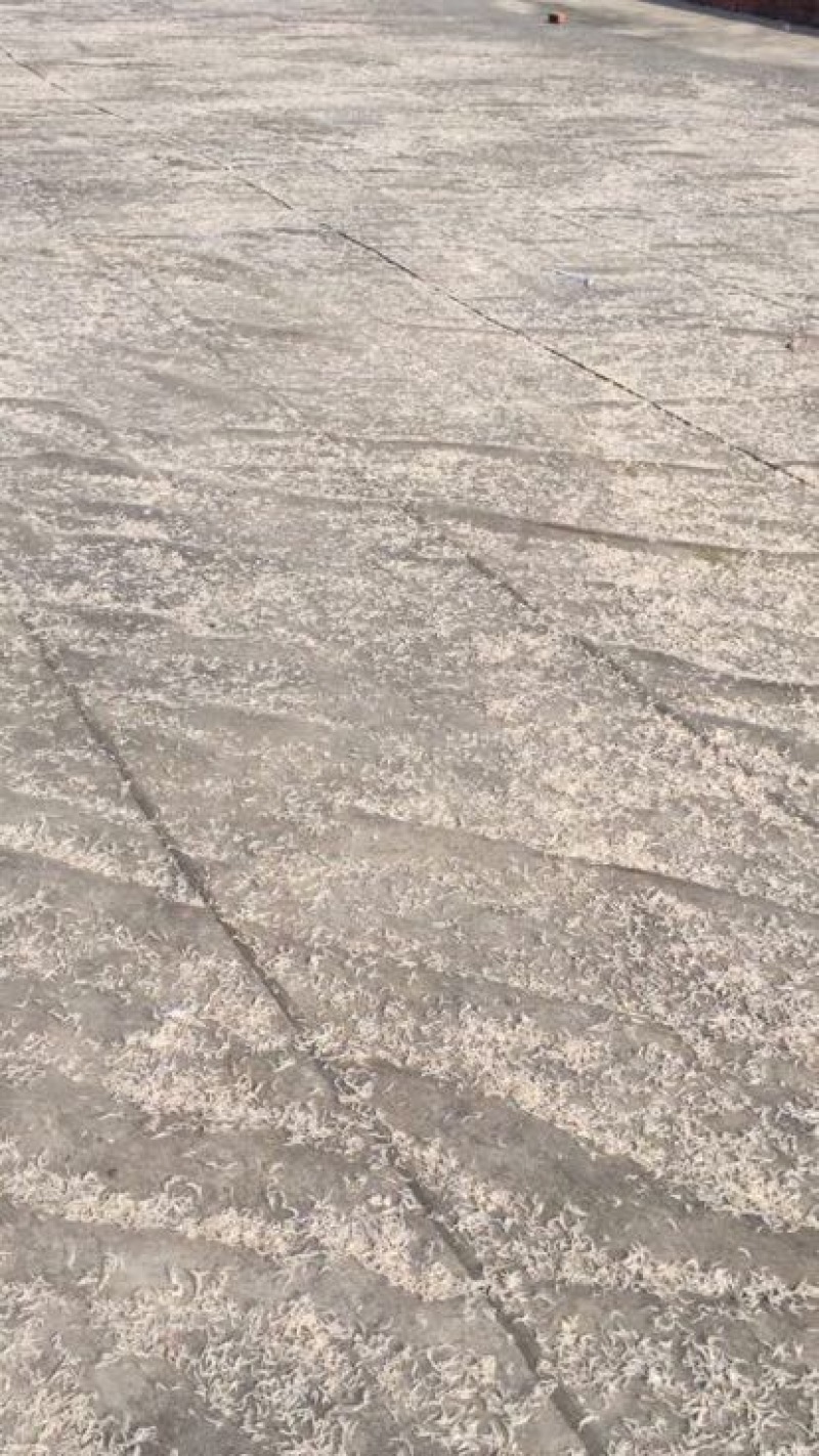虾皮一级