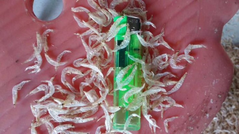 虾皮一级