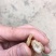 小金麻精选天麻产地直销昭通天麻批发价量大从优