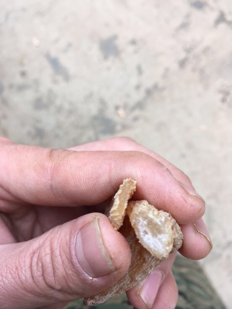 小金麻精选天麻产地直销昭通天麻批发价量大从优