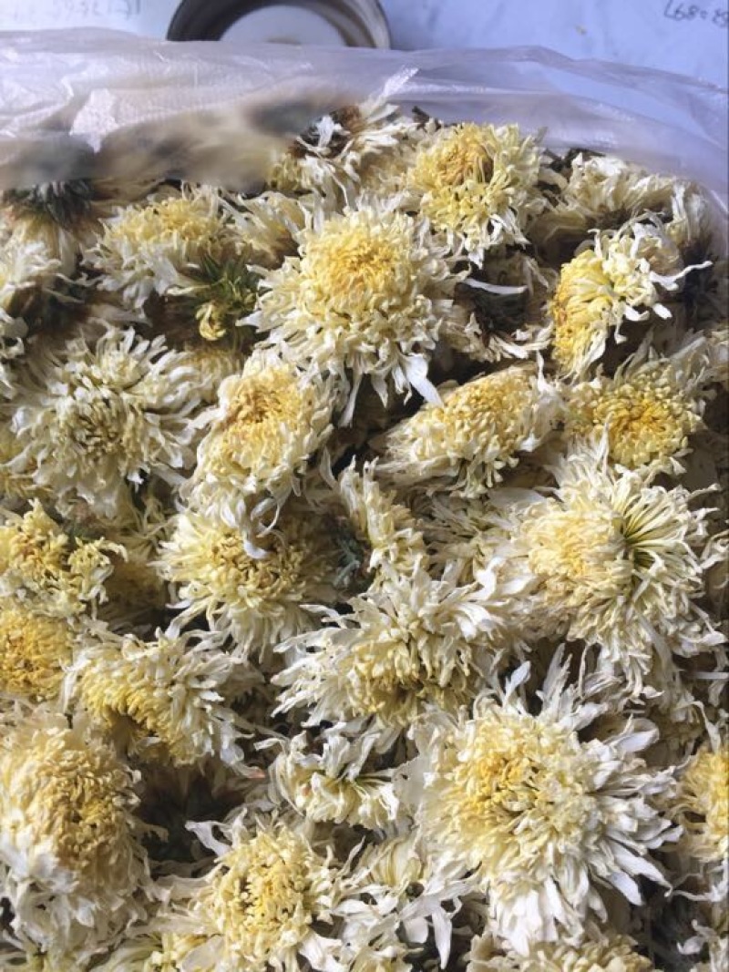 药用菊花袋装