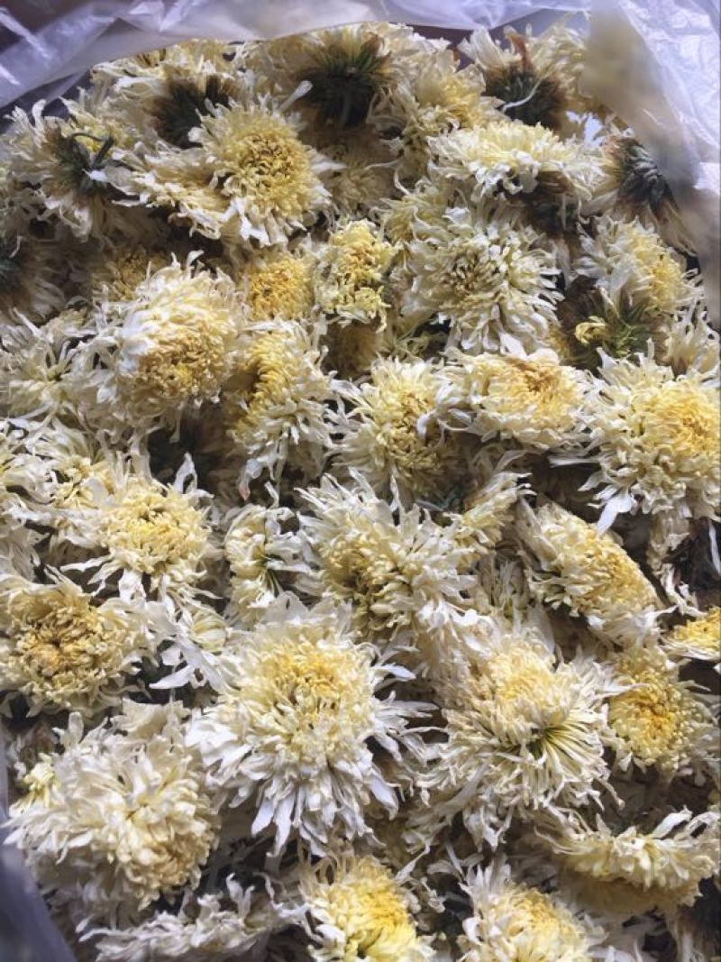 药用菊花袋装